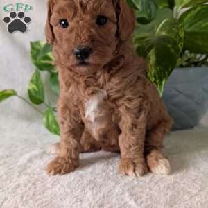 Bella- Mini, Mini Goldendoodle Puppy