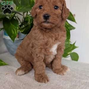 Bella- Mini, Mini Goldendoodle Puppy