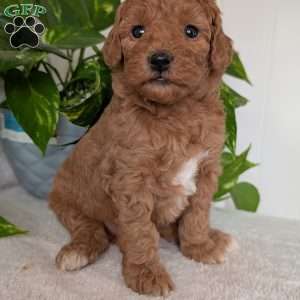 Bella- Mini, Mini Goldendoodle Puppy