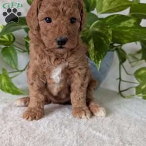 Bella- Mini, Mini Goldendoodle Puppy