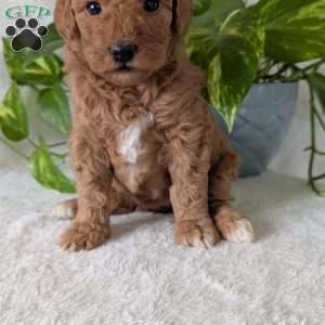 Bella- Mini, Mini Goldendoodle Puppy