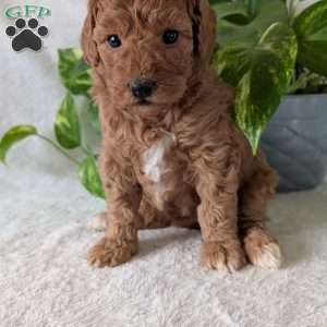 Bella- Mini, Mini Goldendoodle Puppy