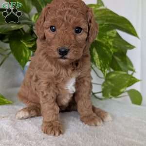 Bella- Mini, Mini Goldendoodle Puppy