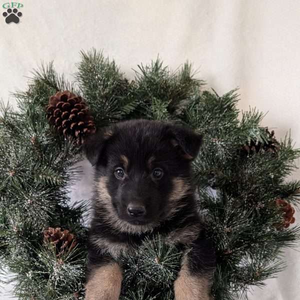 Mason, German Shepherd Puppy