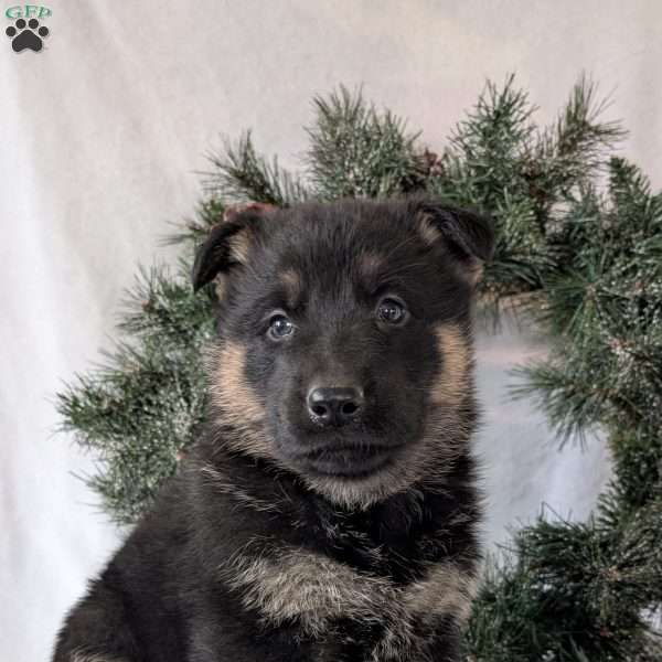 Ben, German Shepherd Puppy
