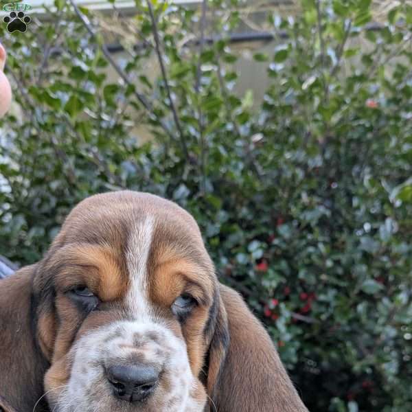 Ty, Basset Hound Puppy