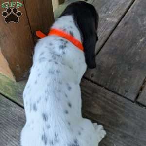 Tracy, Basset Hound Puppy