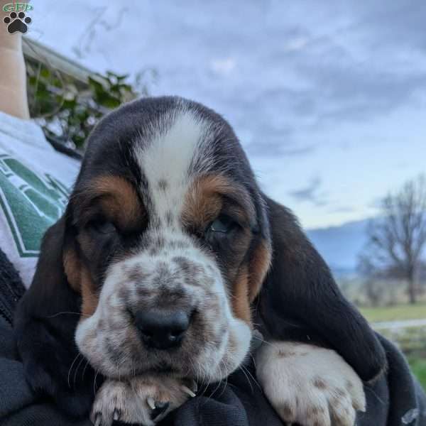 Pete, Basset Hound Puppy