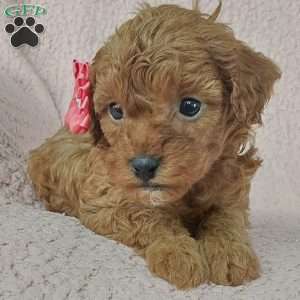 Marsha, Cavapoo Puppy