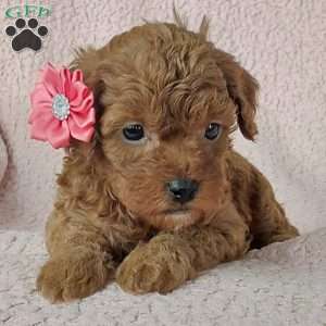 Marsha, Cavapoo Puppy