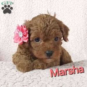 Marsha, Cavapoo Puppy