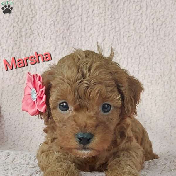 Marsha, Cavapoo Puppy