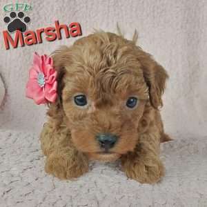 Marsha, Cavapoo Puppy