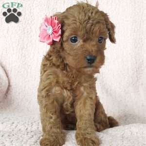 Marsha, Cavapoo Puppy