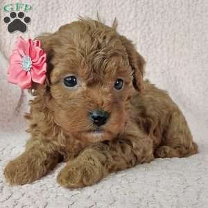 Marsha, Cavapoo Puppy