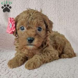 Marsha, Cavapoo Puppy