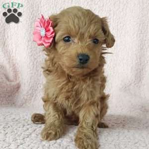 Bella, Cavapoo Puppy