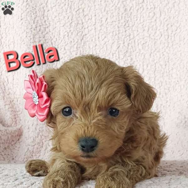 Bella, Cavapoo Puppy