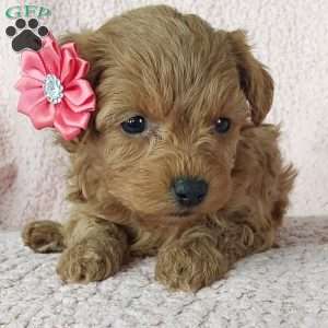 Bella, Cavapoo Puppy