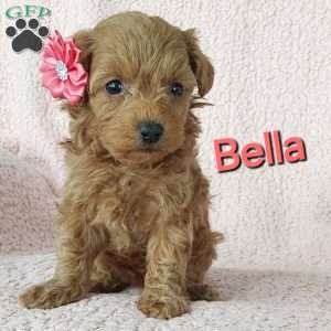 Bella, Cavapoo Puppy