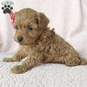 Bella, Cavapoo Puppy