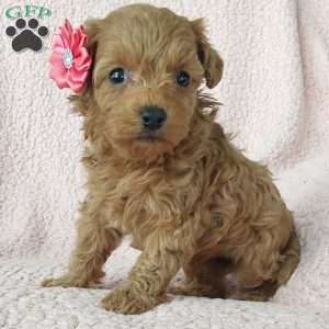 Bella, Cavapoo Puppy