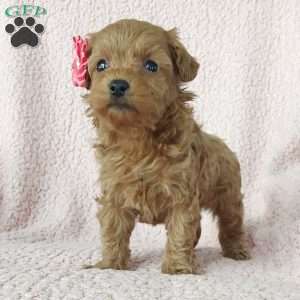 Bella, Cavapoo Puppy