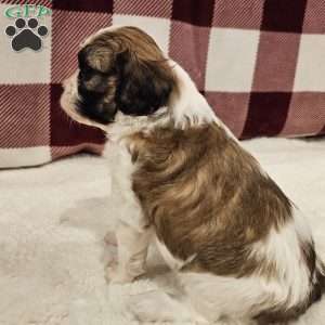 Biscuit, Forever Puppy