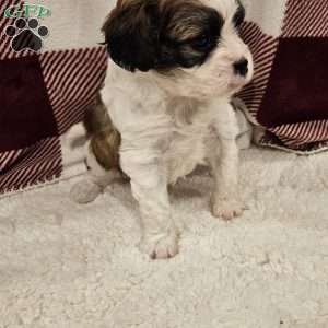 Biscuit, Forever Puppy