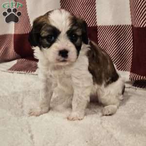 Biscuit, Forever Puppy