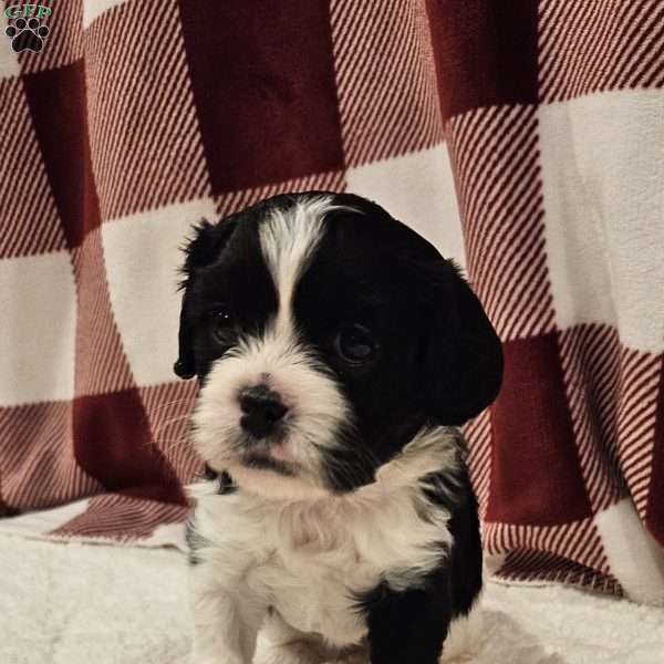 Cookie, Forever Puppy