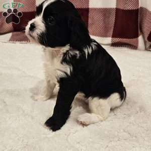 Cookie, Forever Puppy