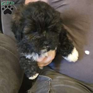 Boots, Teddy Bear Puppy