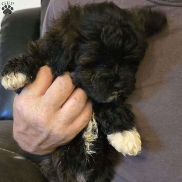 Boots, Teddy Bear Puppy