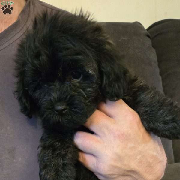 Cocoa, Teddy Bear Puppy