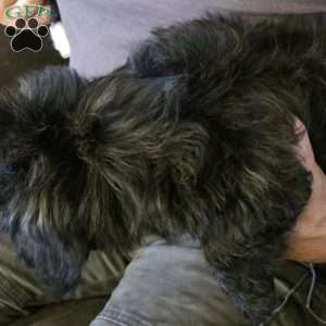 Cocoa, Teddy Bear Puppy