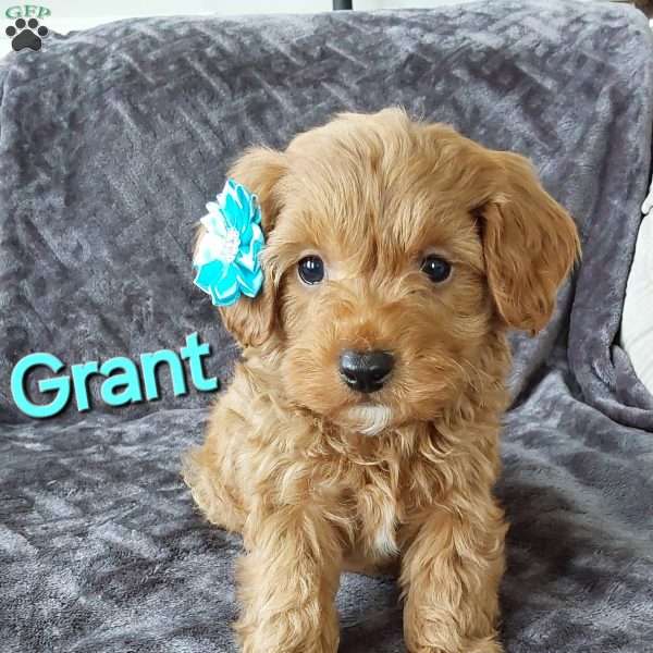 Grant, Cavapoo Puppy
