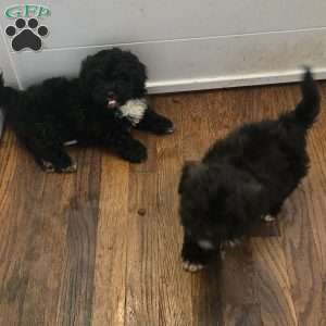 Boots, Teddy Bear Puppy