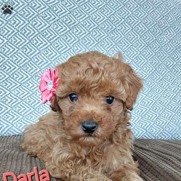 Darla, Cavapoo Puppy