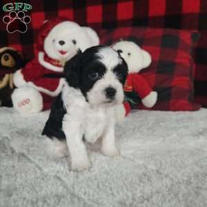 Oreo, Forever Puppy