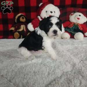 Oreo, Forever Puppy