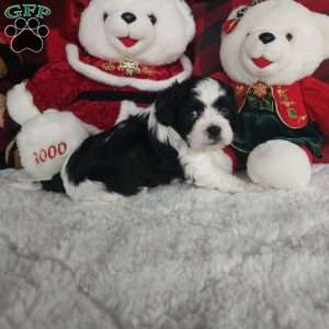 Oreo, Forever Puppy