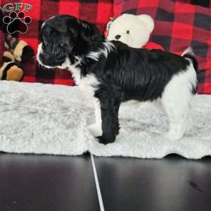 Cookie, Forever Puppy