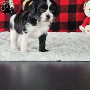 Cookie, Forever Puppy