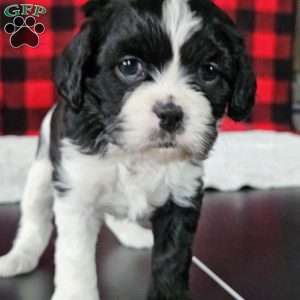 Cookie, Forever Puppy