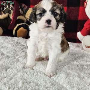 Biscuit, Forever Puppy