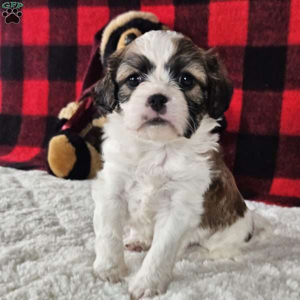 Biscuit, Forever Puppy