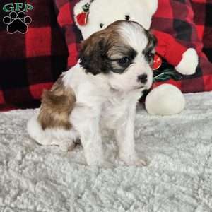 Biscuit, Forever Puppy