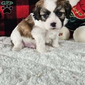 Biscuit, Forever Puppy