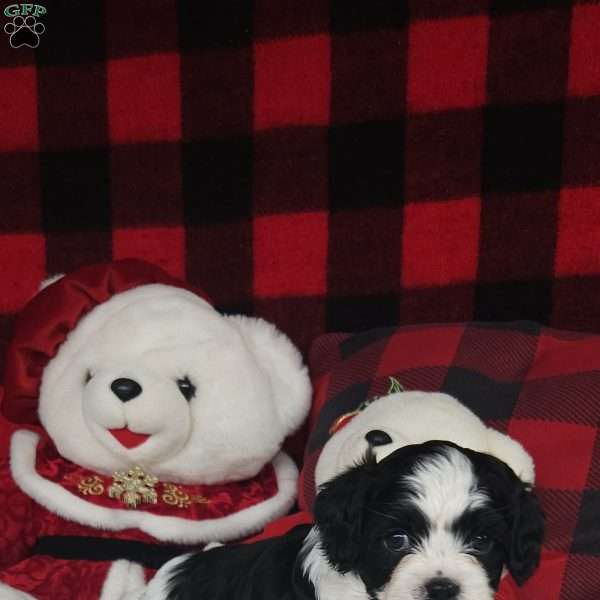 Oreo, Forever Puppy